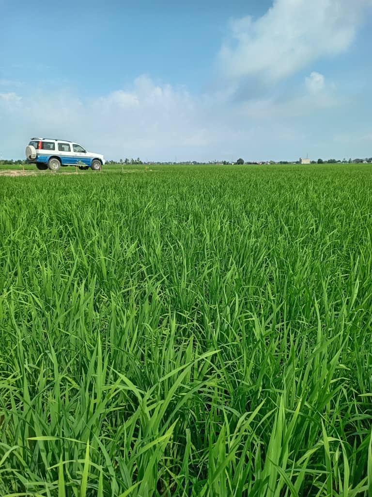 Nak mula tanam musim utama 2023 Jelapang Selangor. Terima kasih YB Dato Menteri Besar Selangor .Bantuan Peningkatan Hasil  2023. Tunai RM 300.00 dan Bantuan Benih Padi (Hasil baik datang dari benih yang baik.  Terima kasih Exco Pertanian Selangor dan semua yang terlibat.