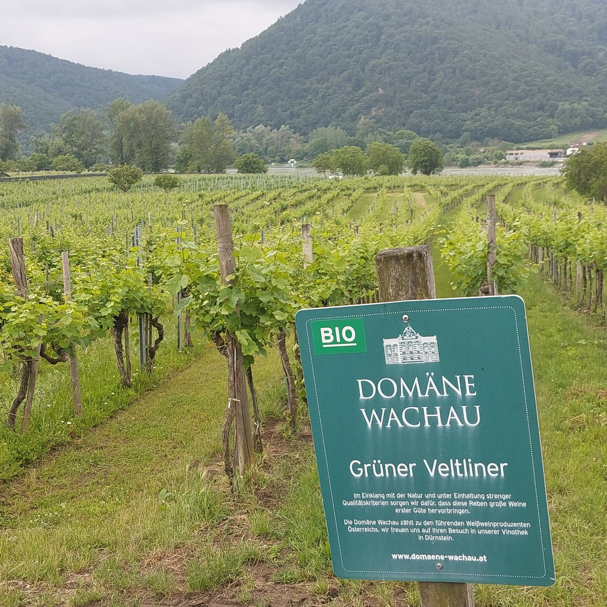 Robert T tweet media