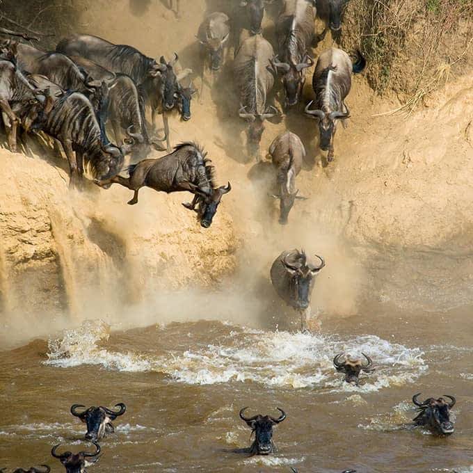 Do not miss the Wildebeest Migration River Crossings as the wildebeests and other grazers cross the Mara River into Masai Mara National Reserve. 

Book now on; discovery-journeys.com/kenya-safaris/

📸 Courtesy 

#magical #wildebeestmigration #kenyasafari #Discovery