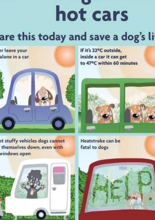Never leave your dog alone in a car on a warm day. If you see a dog in distress, dial 999. Advice from the @RSPCA_official can be found here: bit.ly/2p0uAtX