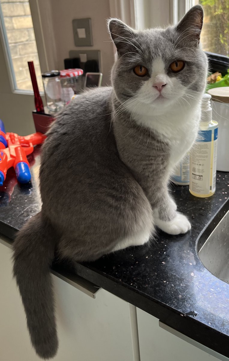 I know this is a long shot, but our much-loved indoor cat Rosie escaped overnight in S11 #Sheffield & is lost. If people who have local contacts could please share this as widely as possible, I would be so grateful. Any sightings (or a capture) would be incredible. @HelpSheffield