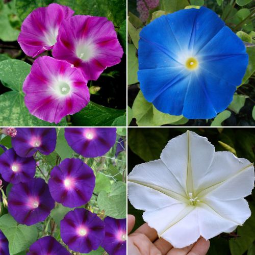 plantohobby's tweet photo. Buy Morning Glory Ipomoea Creeper Mix Color Flower Seeds Pack
https://t.co/DCYhSa3QWb

🎁 SPECIAL OFFER: Up to 90% off  
👉 Check Now: https://t.co/KQFTClBzHU
📦 Dispatch in 1 - 2 Days
#plantohobby #MorningGlory #IpomoeaCreeper #FlowerSeeds #garden #gardening https://t.co/y5xpuJO936