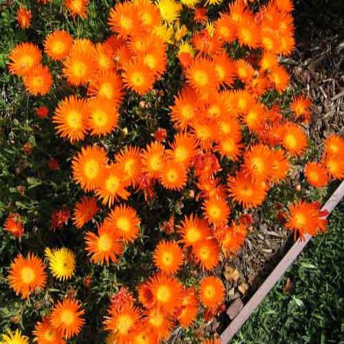 plantohobby's tweet photo. Buy Ice Plant Mesembryanthemum Mixed Color Flower Seeds Pack
https://t.co/O4yBbvDHeR

🎁 SPECIAL OFFER: Up to 90% off  
👉 Check Now: https://t.co/KQFTClBzHU
📦 Dispatch in 1 - 2 Days
#plantohobby #IcePlant #Mesembryanthemum #FlowerSeeds #garden #gardening https://t.co/tSFq3NG9KX