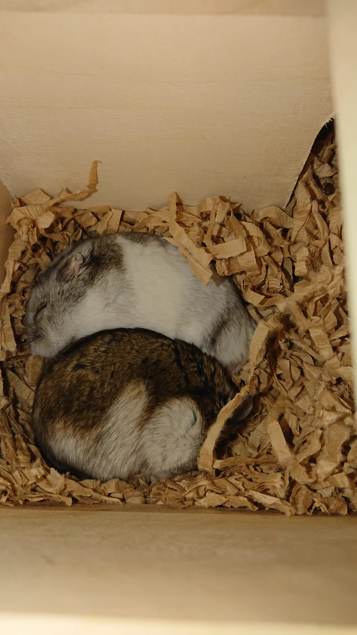 @yuhachi_hamster 飼い始める前も飼い始めた後も寝てるハムは可愛い(親バカ)← 