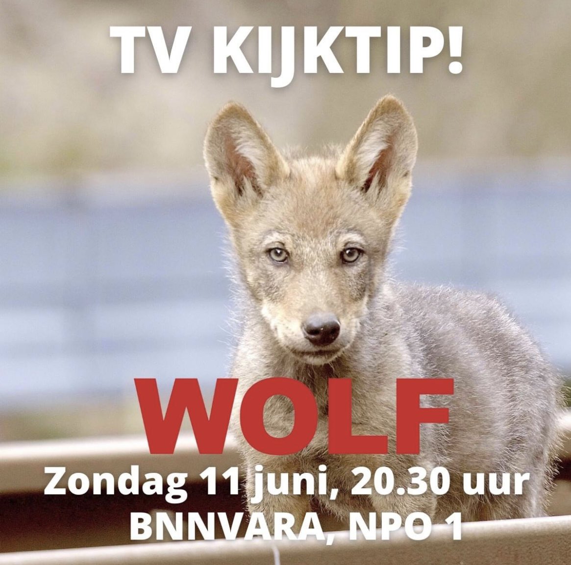 WolvenInNL's tweet photo. Kijktip 👇🏻 https://t.co/vjmR1JWLJP