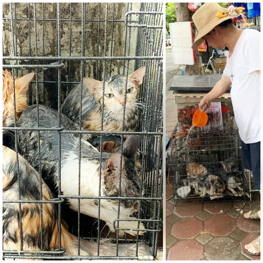 I follow #dogcatmeattrade. It is very worrying that in the case of #Vietnam, this subject does not have to be hunted for long. There are many stories related to cat and dog meat. These cats are in a slaughterhouse in #Hanoi. Some say that this trade is increasing. @PressDept_MoFA