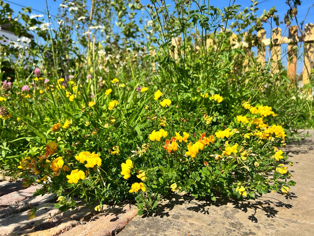 To every single council, highways agency & partner of the above who continue to accept & allow the vandalism of our #wildflowers - f*ck you! Do the right thing, stop pandering to contractors, lead by example, stop mowing & embrace a #NoMowSummer. Here’s mine - take note! 🐝 🦋