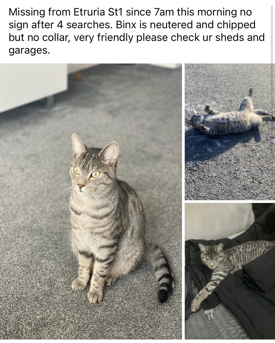 EtruriaMatters's tweet photo. Please keep your eyes peeled for this cat 🐱 https://t.co/zpf9OimgMP