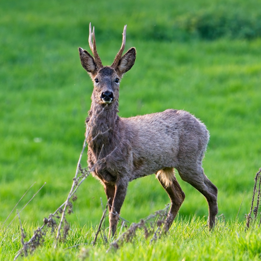 BritishDeerSoc's tweet photo. More changing roe deer coat colours captured by Zbigniew Wackowski
#deer #roedeer #roebuck #deerphoto #deerphotography #winter #summer #changes #wildlife #wildlifephotography #seasons https://t.co/ClRjs6sesc