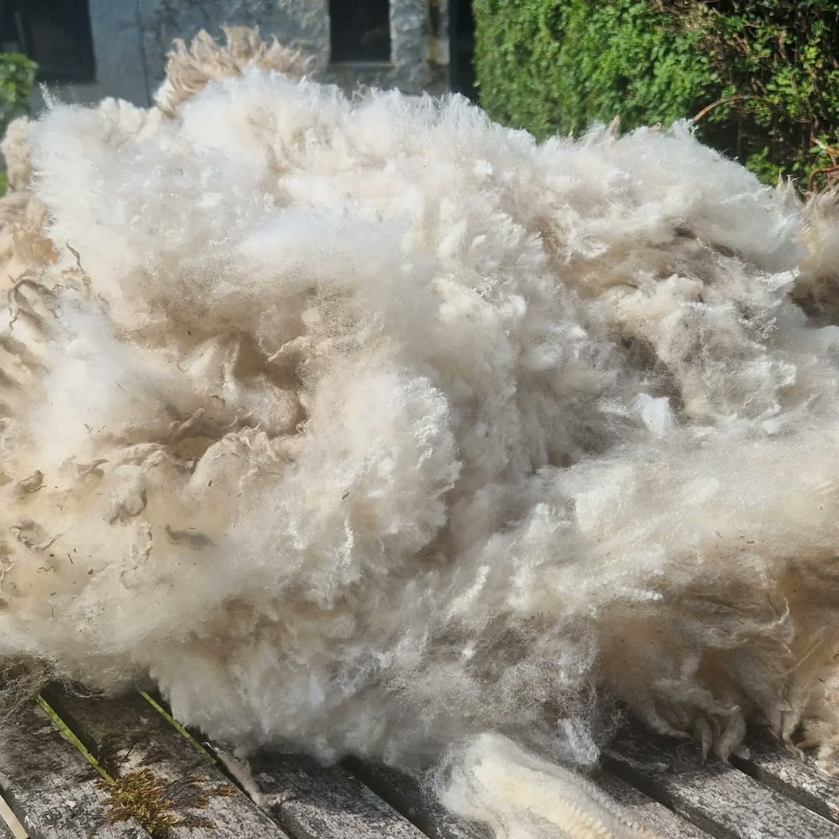 theislaysheep's tweet photo. Today is a mucky #fleece day. I have been gifted 5 local #islay #Shetland #sheep fleeces 😀. The sun is shining so it's a day for sorting and washing ready for #handdyingyarn before #cardingwool  and #spinning some #artyarn https://t.co/mREfibdtTE