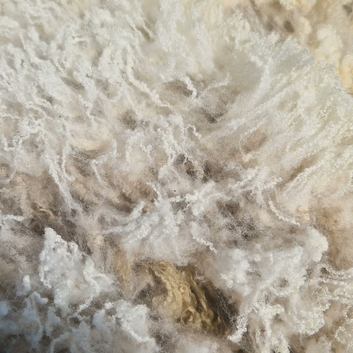theislaysheep's tweet photo. Today is a mucky #fleece day. I have been gifted 5 local #islay #Shetland #sheep fleeces 😀. The sun is shining so it's a day for sorting and washing ready for #handdyingyarn before #cardingwool  and #spinning some #artyarn https://t.co/mREfibdtTE