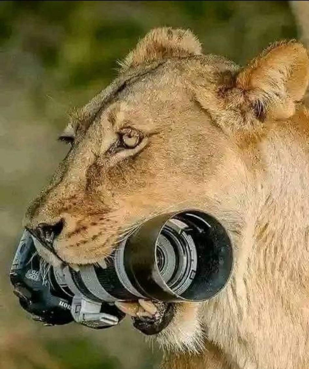 DiscoverMeru's tweet photo. It's not just a photograph it's all about capturing a moment.
When I have a camera in my mind I know no fear.
Welkam all as we discover Meru as preferred tourist destination.
Visit our link for more information and booking.
https://t.co/nDAvIwHDzS
#KaribuMeru #Magicalmeru https://t.co/rPiuJS6GWY