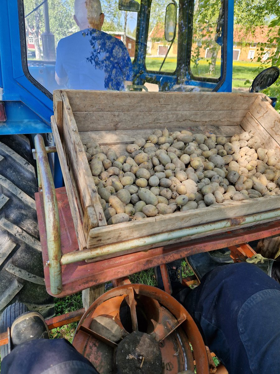 burny_burner's tweet image. Nu är det dags.. jag sätter några extra rader i preppersyfte
#päran #potatis #potatoes