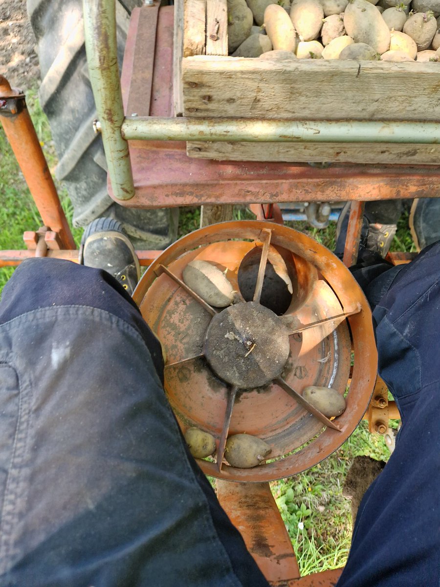 burny_burner's tweet image. Nu är det dags.. jag sätter några extra rader i preppersyfte
#päran #potatis #potatoes