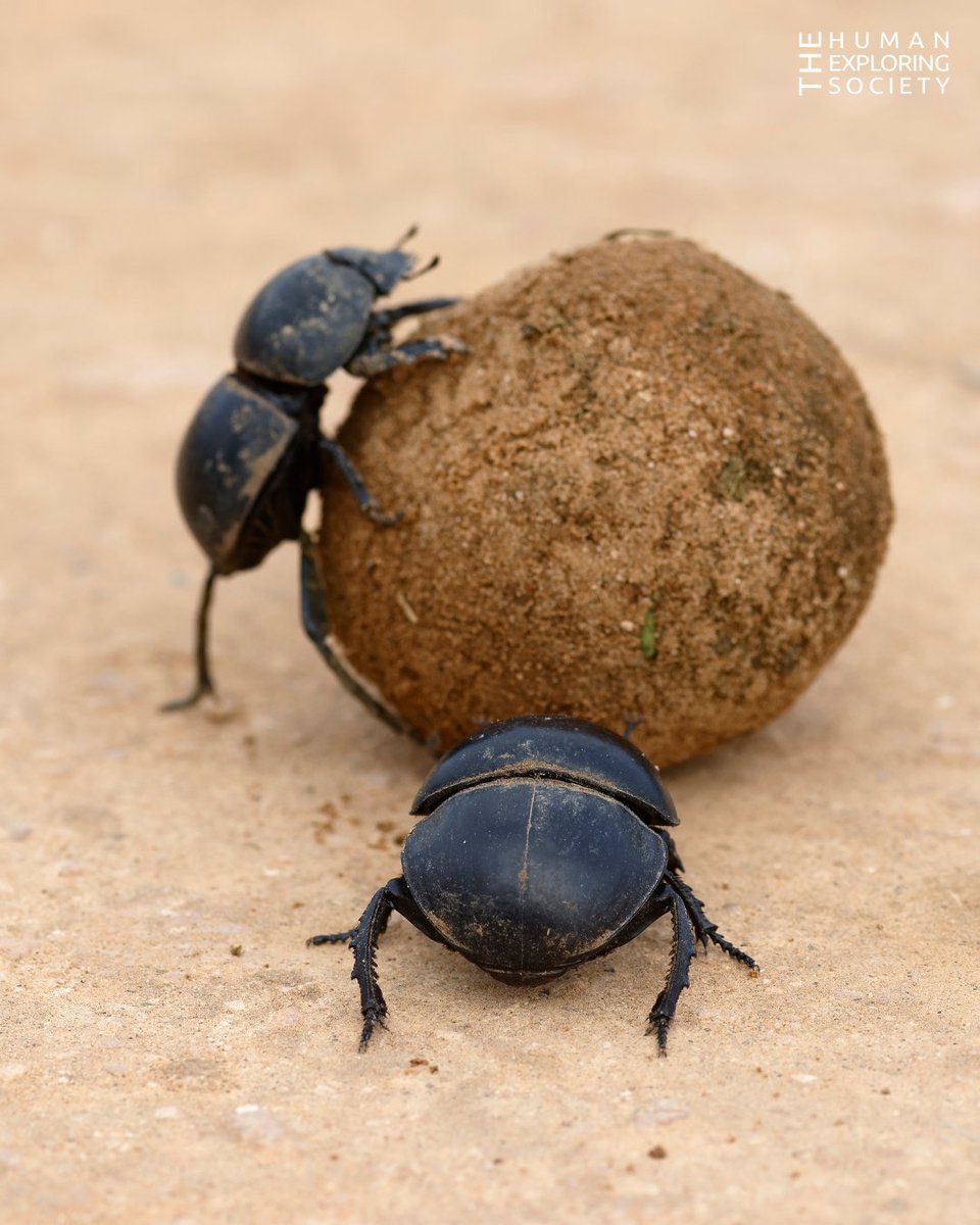 How cool are #DungBeetles?
The #DungBeetle has been deemed the strongest insect on Earth. They’re able to push balls of fresh animal poop that weigh more than 200 times their body weight.
1/3