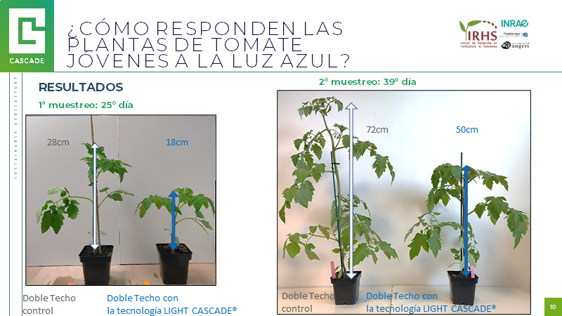 Light_cascade's tweet photo. ¿Quiere saber cómo reaccionan las tomateras jóvenes a la luz azul y al espectro con doble techo? 

#tomate #agriculturadeinvernadero https://t.co/JwU6ICuoUs