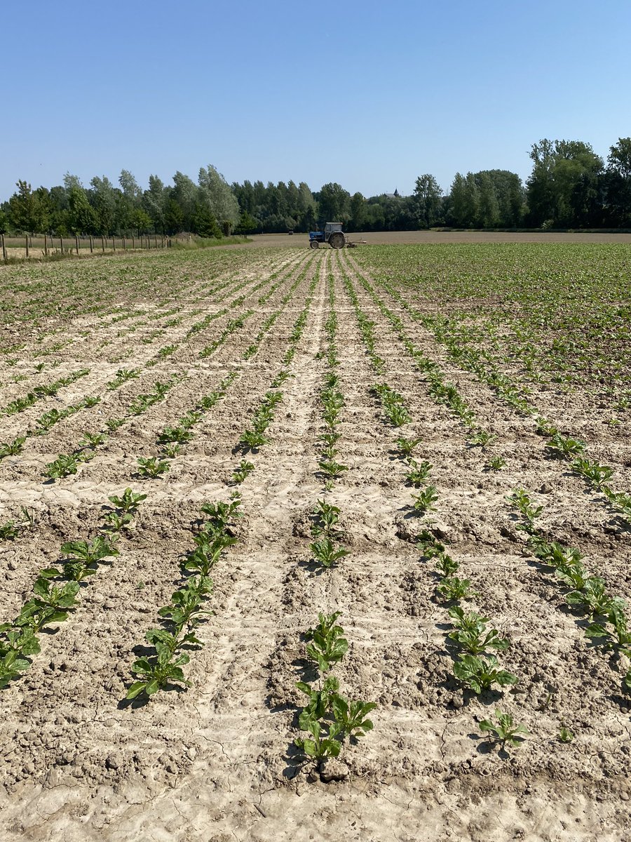 ThomasLimaBe's tweet photo. Old but gold! Suikerbieten schoffelen om de korst te breken, zuurstof in de grond te brengen en de onkruiden aan te pakken. @BetaseedF @AkkerTweet @TienseSuiker @cbb_nl @Boerentweetmeet @boerbewust https://t.co/uwfjvMAIAn