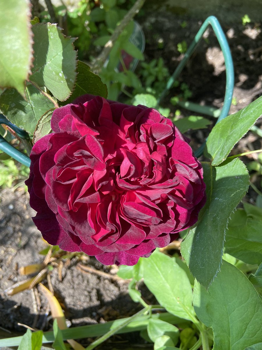 Adrian Steel (@heritage_adrian) on Twitter photo To mark this news from earlier this month <a href="/nationaltrust/">National Trust</a> my first Munstead Wood rose of the season is now in bloom To mark this news from earlier this month <a href="/nationaltrust/">National Trust</a> my first Munstead Wood rose of the season is now in bloom