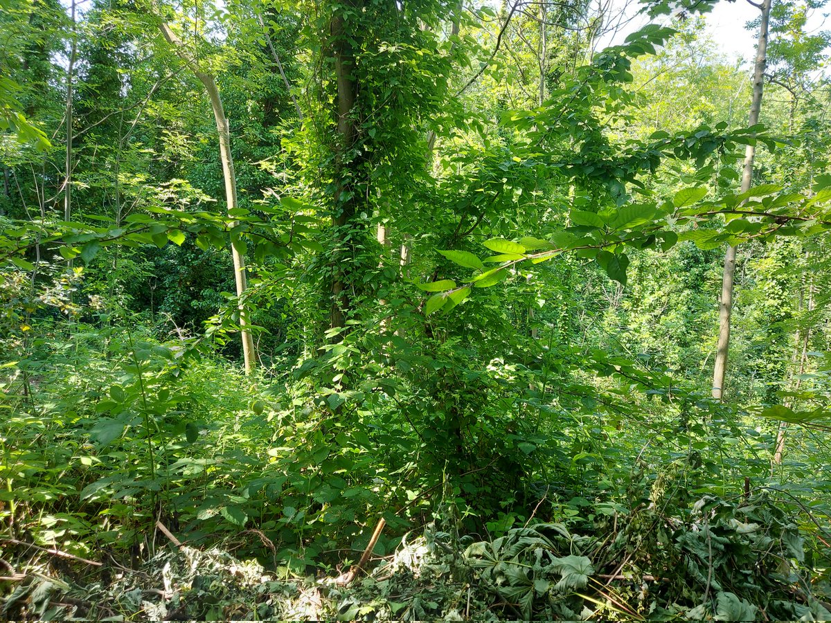 kszamu's tweet photo. Beautiful @Theoldengarden, with perfect shady woodland walks. My first stop for #log2023, London Open Gardens, on all this weekend. @LDNGardensTrust https://t.co/caIoNHISjS