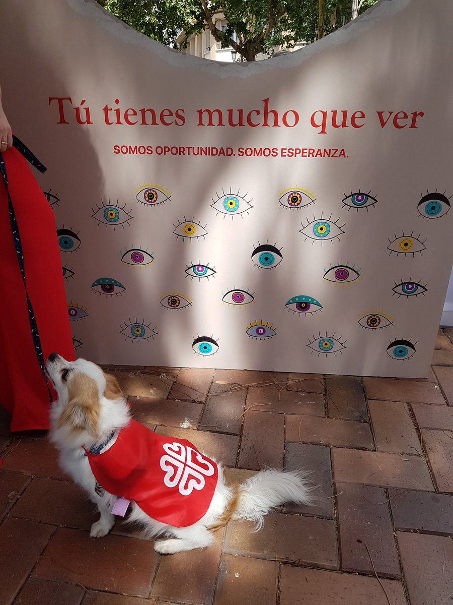 Hansel, nuestro voluntario de Intervención asistida con animales  en nuestra Residencia Santa Teresa. ¡Un rt a este perro tan especial! #TúTienesMuchoQueVer
