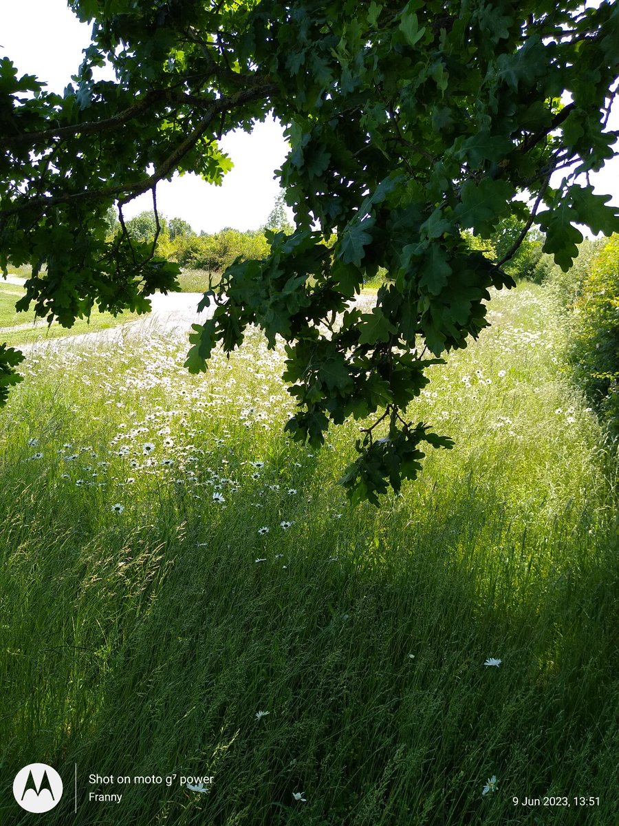 <a href="/_Aquavista/">Aquavista</a> Such a wonderful display of wild flowers #Cropredy marina! So happy to see that #wildflowers have not been mown yet 💚..Thank you!