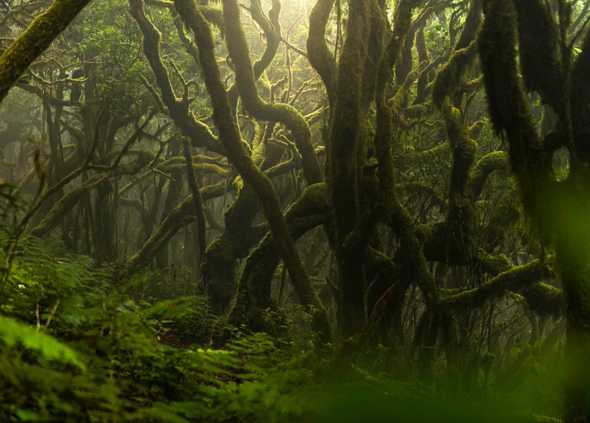 FenixCanarias's tweet photo. Un bosque de Laurisilva 🍃 es como una gran película de la que solo vemos 2 ó 3 fotogramas.
Es una gran película en la que se han sucedido miles de tramas hasta alcanzar lo que tenemos en la actualidad.
Ahora nos toca asumir el papel protagonista.
HILO 🧵 https://t.co/v9dEfyTTht
