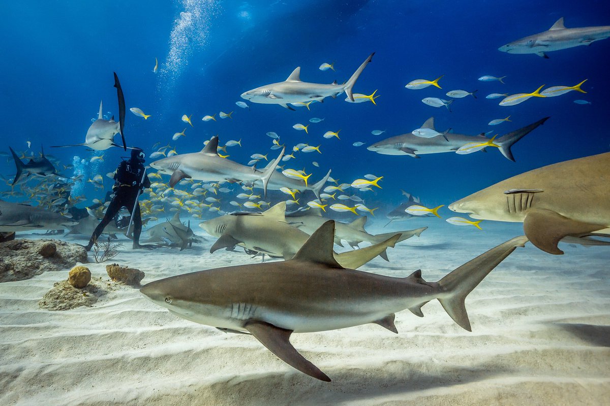 CarlosGrillo's tweet photo. No meio da muvuca, cercado por tubarões, do jeito que a gente gosta. Registros de Tiger Beach, nas Bahamas. https://t.co/2rdZ1d0ns4