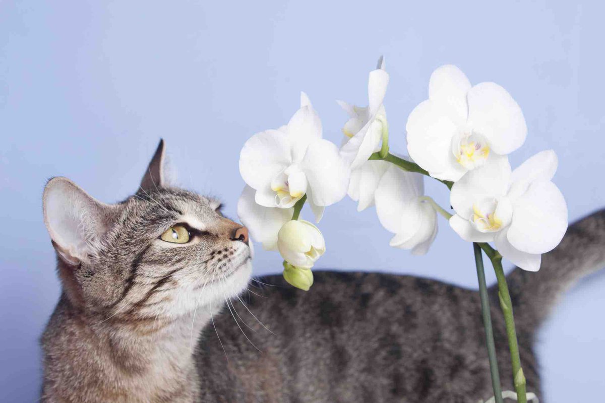 Have a purrfect Cat Saturday. Meow! 🐈‍⬛ 
.
.
#steinflorist #steinyourflorist #flowers #florist #flowershop #floristry #shopsmall #shoplocal #smallbusiness #phillyflorist #philadelphiaflorist #NJflorist #cat #catsaturday #caturday #orchid #orchidplant #meow #cute