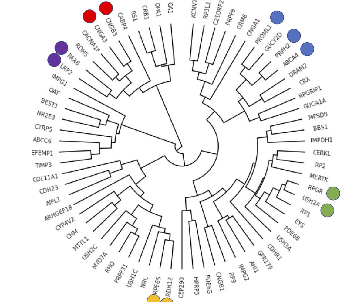 Interested in #InheritedRetinalDiseases, #nextgenerationphenotyping or #AI  approaches to #PP4 for variant prioritisation? Then come and see my talk in PL3.6 #ESHG2023 on <a href="/Eye2Gene/">Eye2Gene</a> - a novel approach to phenotype-driven gene prioritisation directly from retinal scans :)