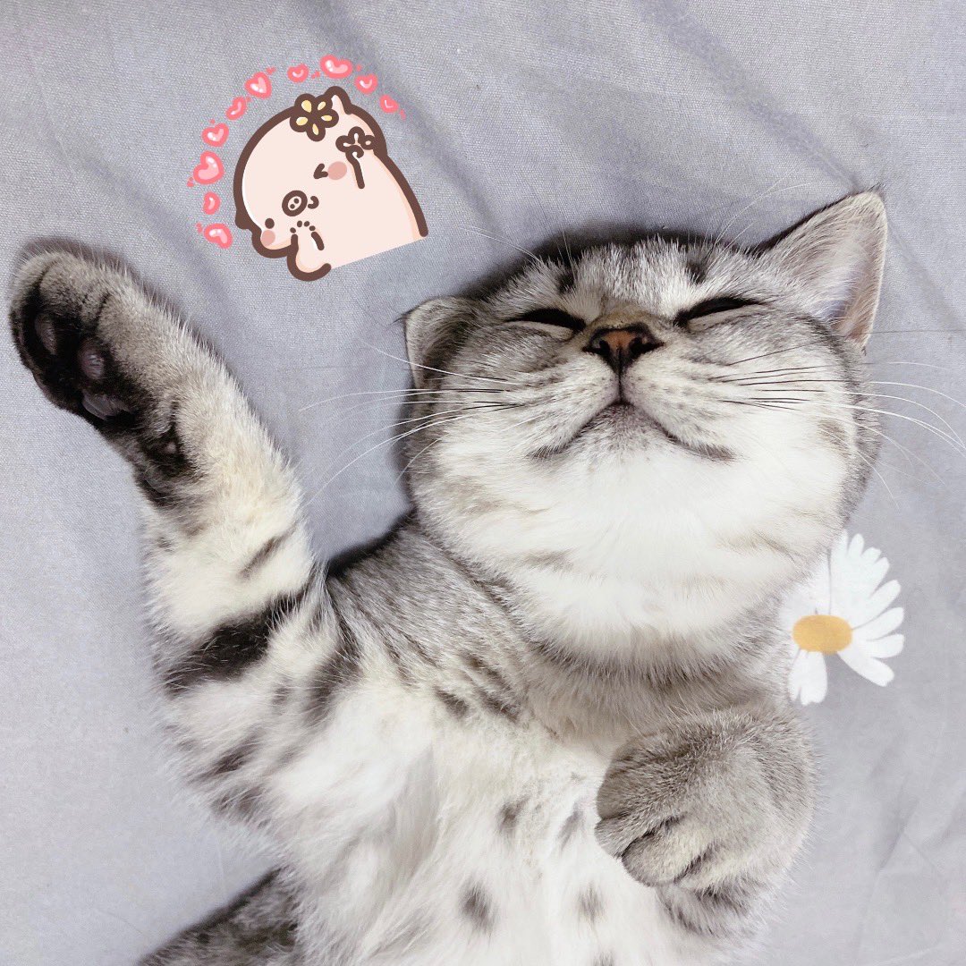 Freyaともうします (@freyaliyf) on Twitter photo 