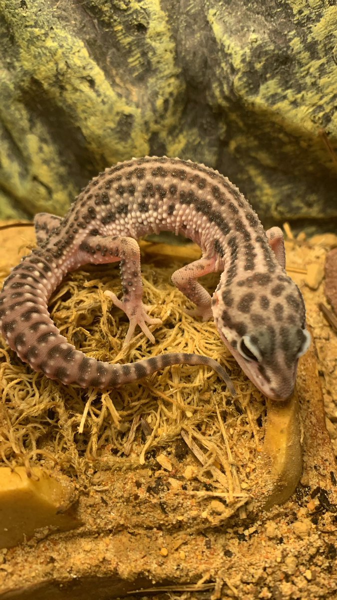 RiverviewReps's tweet photo. Did you know that leopard geckos make great pets? They're easy to care for, friendly, and have a striking appearance with their spotted skin and big eyes. 🦎😍 #leopardgecko #petcare https://t.co/2YMyhaiDgR