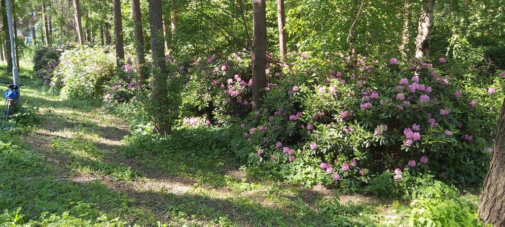 Kontulasta löytyy Lampipolulta satunnaisen pyöräilijän silmään kaikkiaan noin 150 metriä pitkä  alppiruusupuisto. Ystävällinen herra kävelylenkillään vinkkasi minut katsomaan nähtävästi jo kukkimisensa loppuvaiheessa olevia alppiruusuja. <a href="/VisitHelsinki/">Visit Helsinki</a>