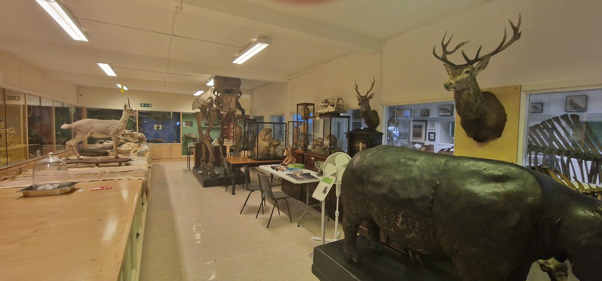 The Zoology Museum is open every day - including weekends! If you're about Dublin and looking for a Saturday activity, why not drop in for a unique museum experience?