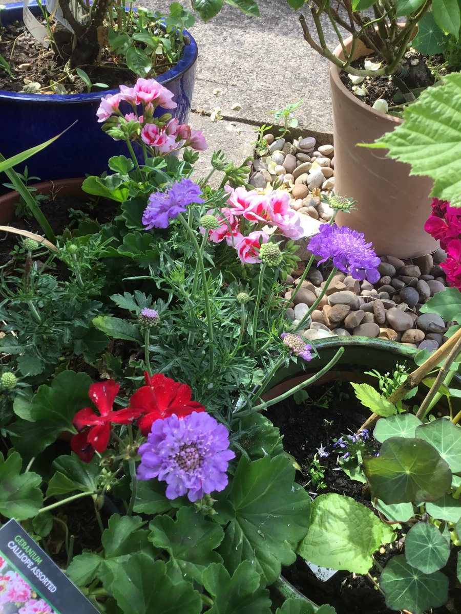 I noticed I am no longer growing or buying scented plants for my pots. Covid took away my sense of smell and enjoyment of taste in food. #COVID19 #SARSCoV2 #LongCovid #scentedplants #containergardening