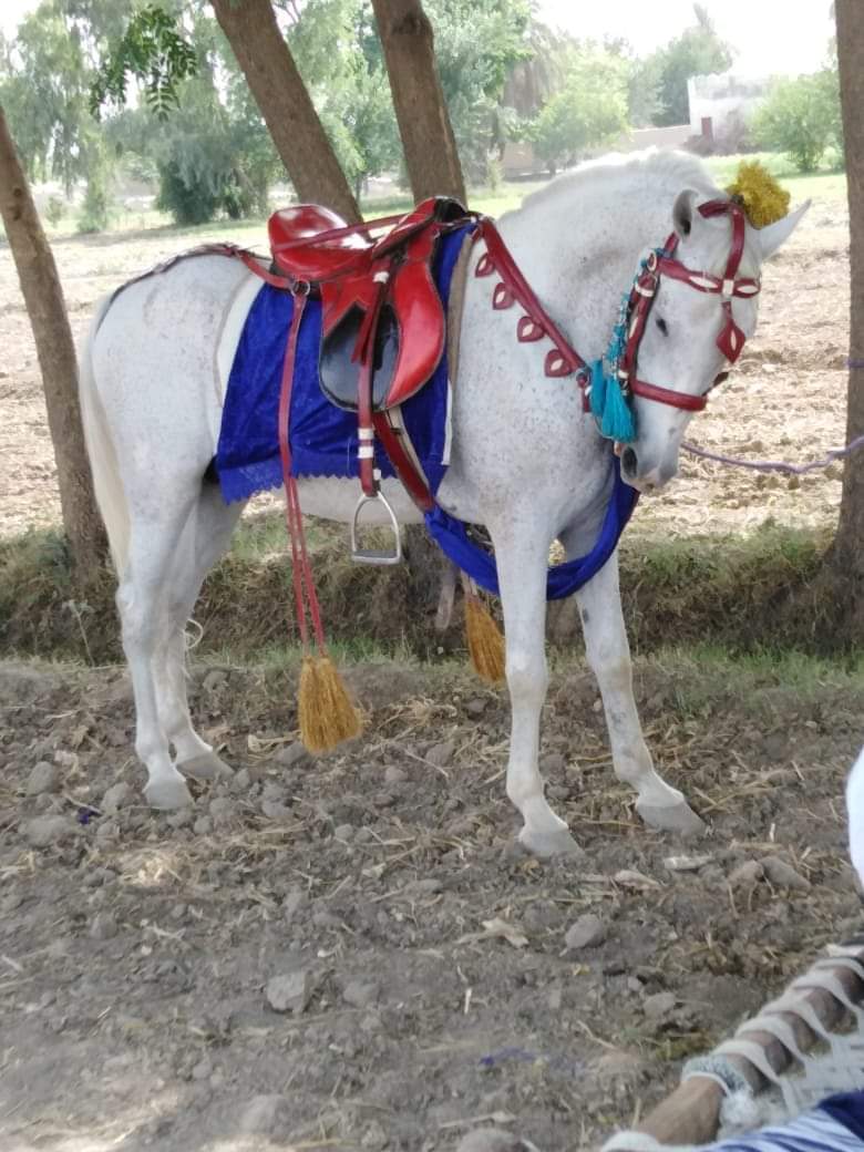 #BeautifulHorsesOfPakistan 
 #horses #pakistan
#tentpegging #team #HorseRacing #HorseRacingTips #horsepower #horseriding #horselife #horsepainting #horseshoe #ilovemyhorse #horsemanship #horseracing #horsejumping