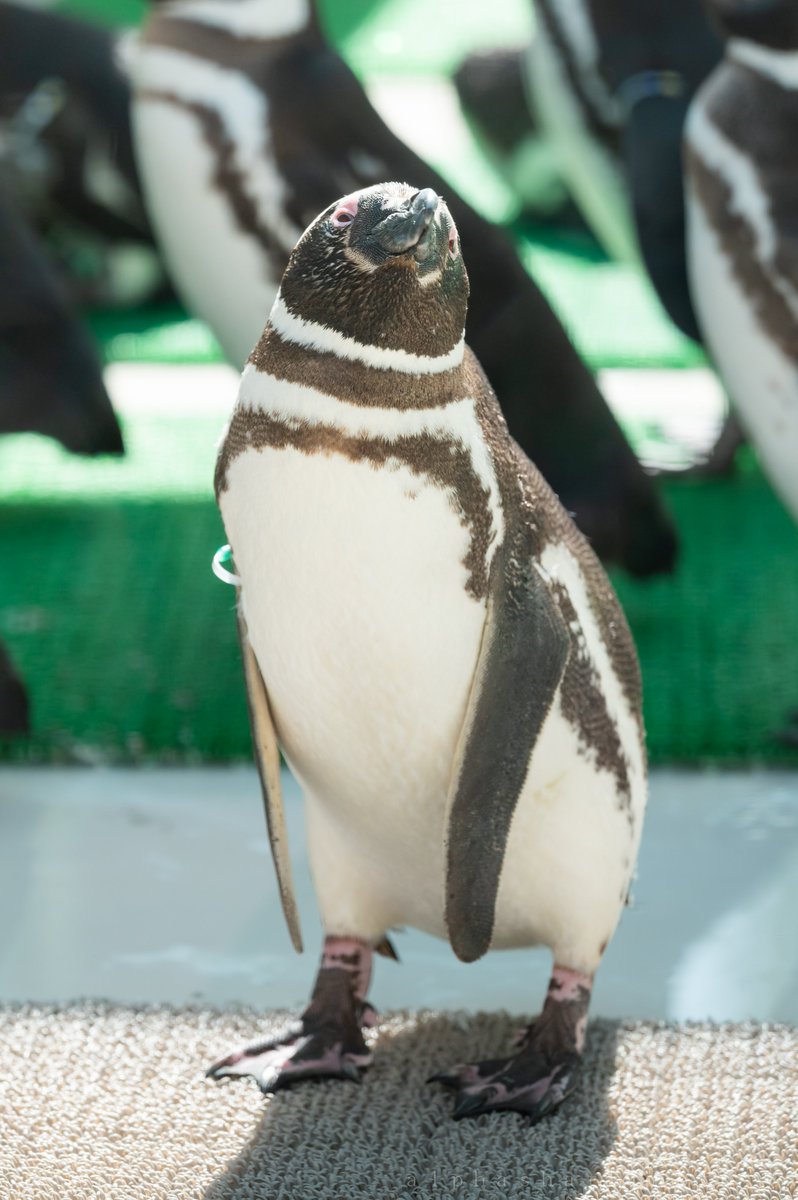 たぶん前世がアイドルのペンギンいた
