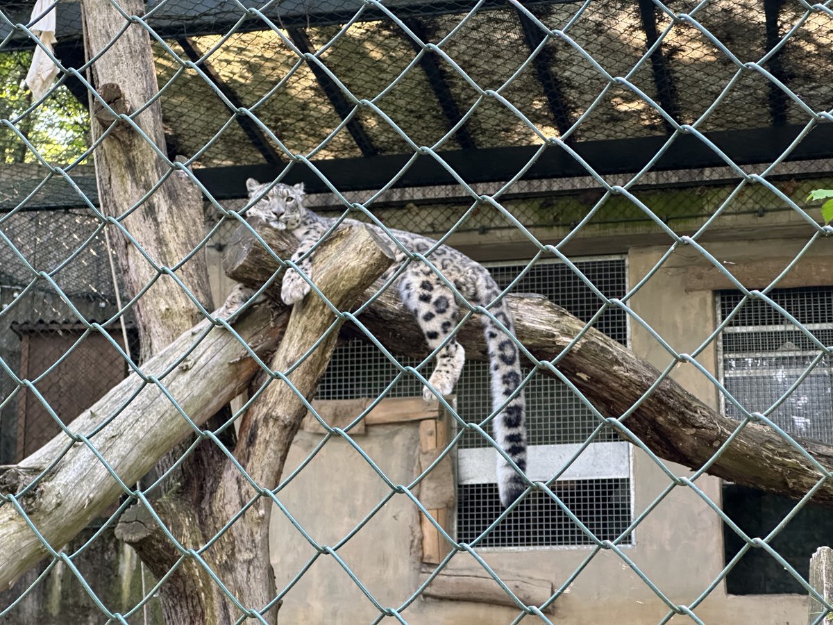 This morning we went to the zoo Wuppertal. Wahs were hiding and all the cats were already lazy 😁

Now we‘re on our way to Venlo, Netherlands for a bit shopping and lunch 😁