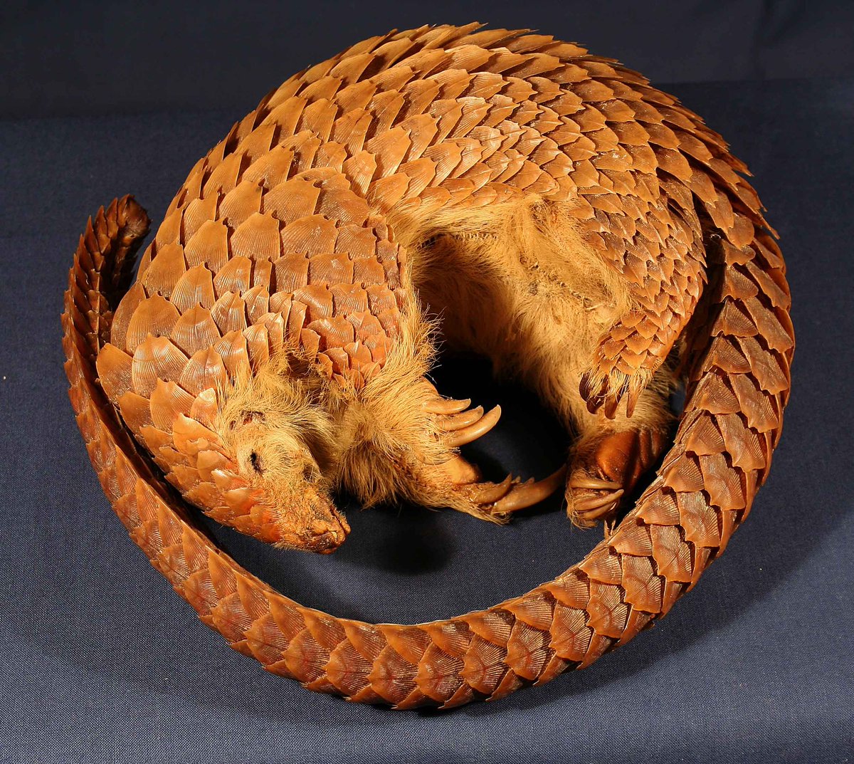 Many species are endangered through habitat loss, climate change etc. Our collections, which include endangered species such as the pangolin, help to highlight these issues and educate future generations #HeritageMW #NaturalHeritage