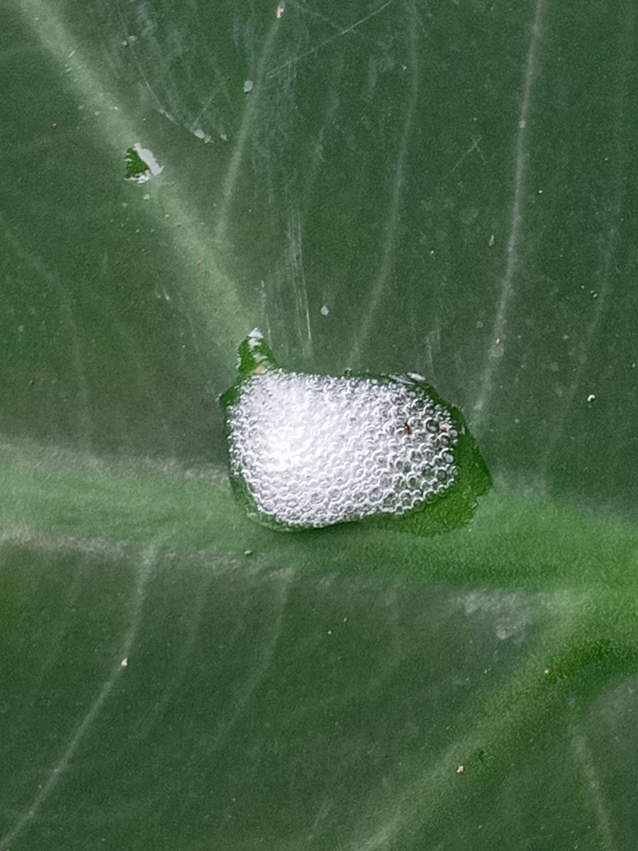 This is a spittlebug nymph (Hemiptera:Cercopoidea). They form this protective covering that resembles saliva but is actually made up of foamed-up plant sap. If you happen to find suspicious 'spit' on plants, high chance you'd find these little bugs hiding in them! 🫧𖢥🫧