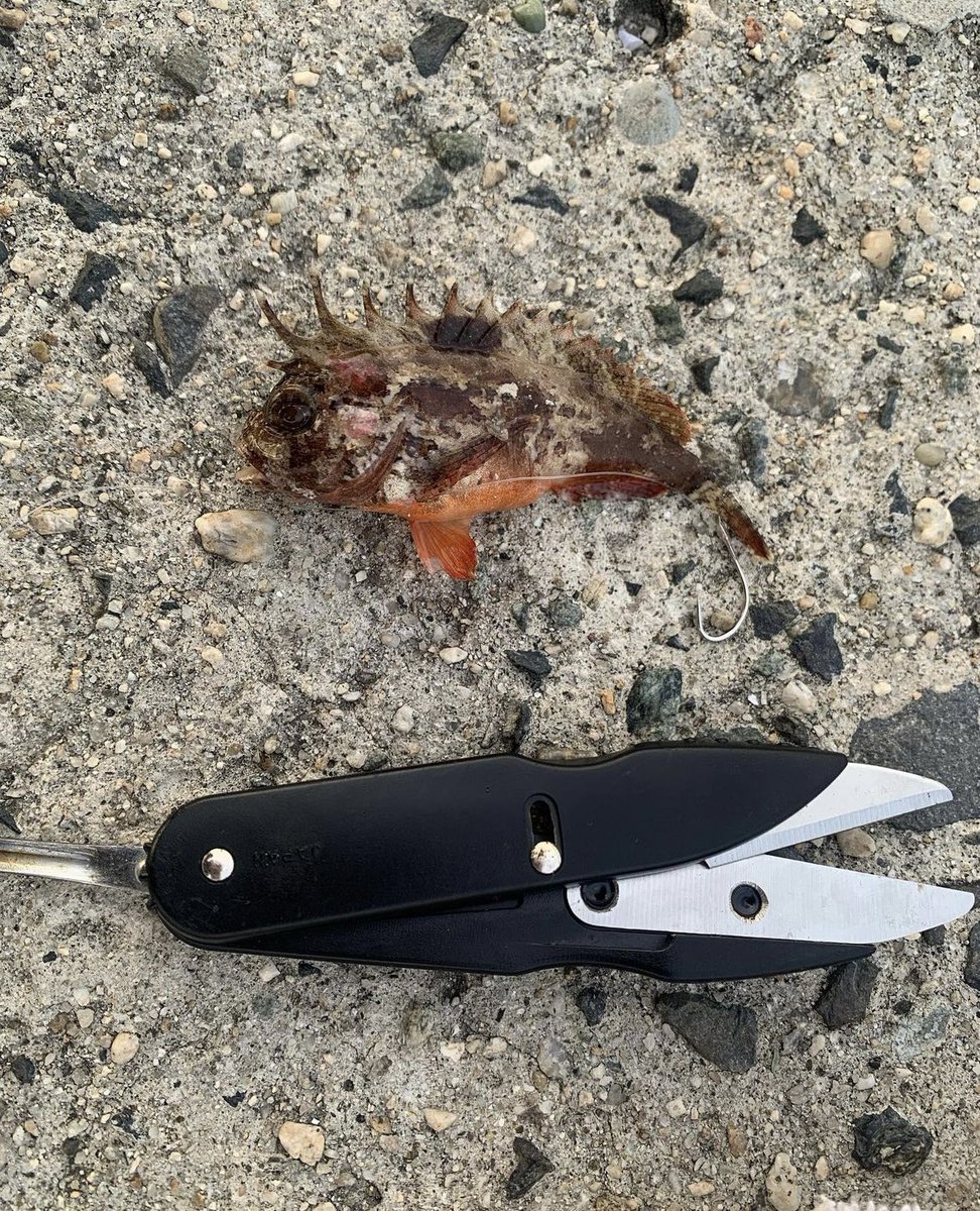 先輩と釣り行ったら有毒な魚釣れた(  '-' )
ちなみに刺されました...(  '-' )