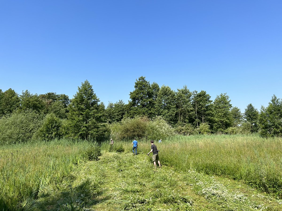 JelleVdBerghe's tweet photo. Zeisfitness in de hitte. Prachtig dottergraslandje met 2 soorten orchideeën. #biodiversiteit #graslandbeheer #zeis https://t.co/2cGy5YNbfb