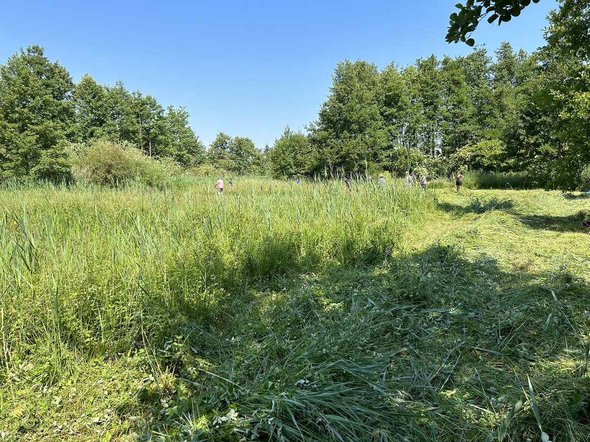 JelleVdBerghe's tweet photo. Zeisfitness in de hitte. Prachtig dottergraslandje met 2 soorten orchideeën. #biodiversiteit #graslandbeheer #zeis https://t.co/2cGy5YNbfb