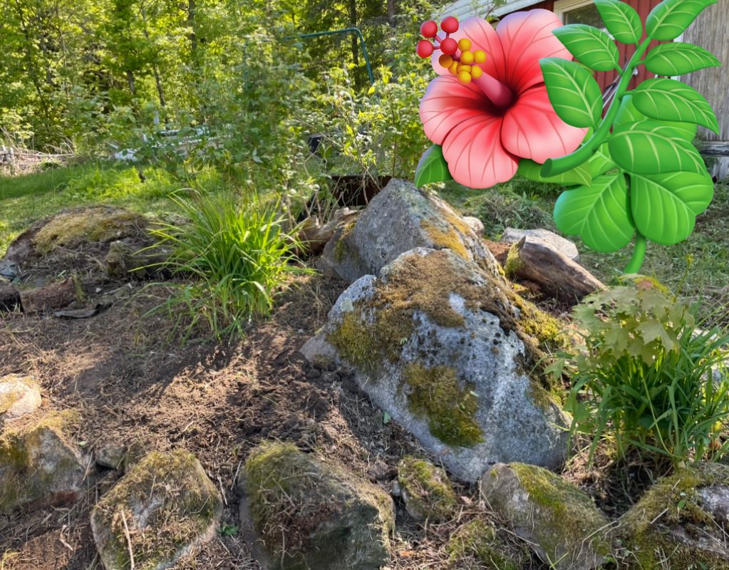 NinaTick's tweet photo. Muuttumisleikki yli kymmenen vuotta vanhan puutarhan/pihan kanssa. Kiittää sekä kroppa että silmä #herukoita #perennoja #päivänliljoja #lemmikkejä #raparperia #heinikkokaatuu https://t.co/THKsuRM85q