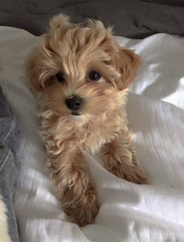 мама ругается(