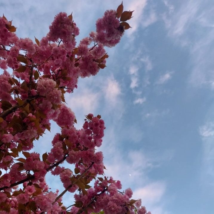 Bir çiçeği seviyorsan, koparma;bırak var olsun.Sevmek ,sahip olmakla ilgili bir durum değildir. Sevmek değer vermekle ilgilidir.
#bahar #çiçekler