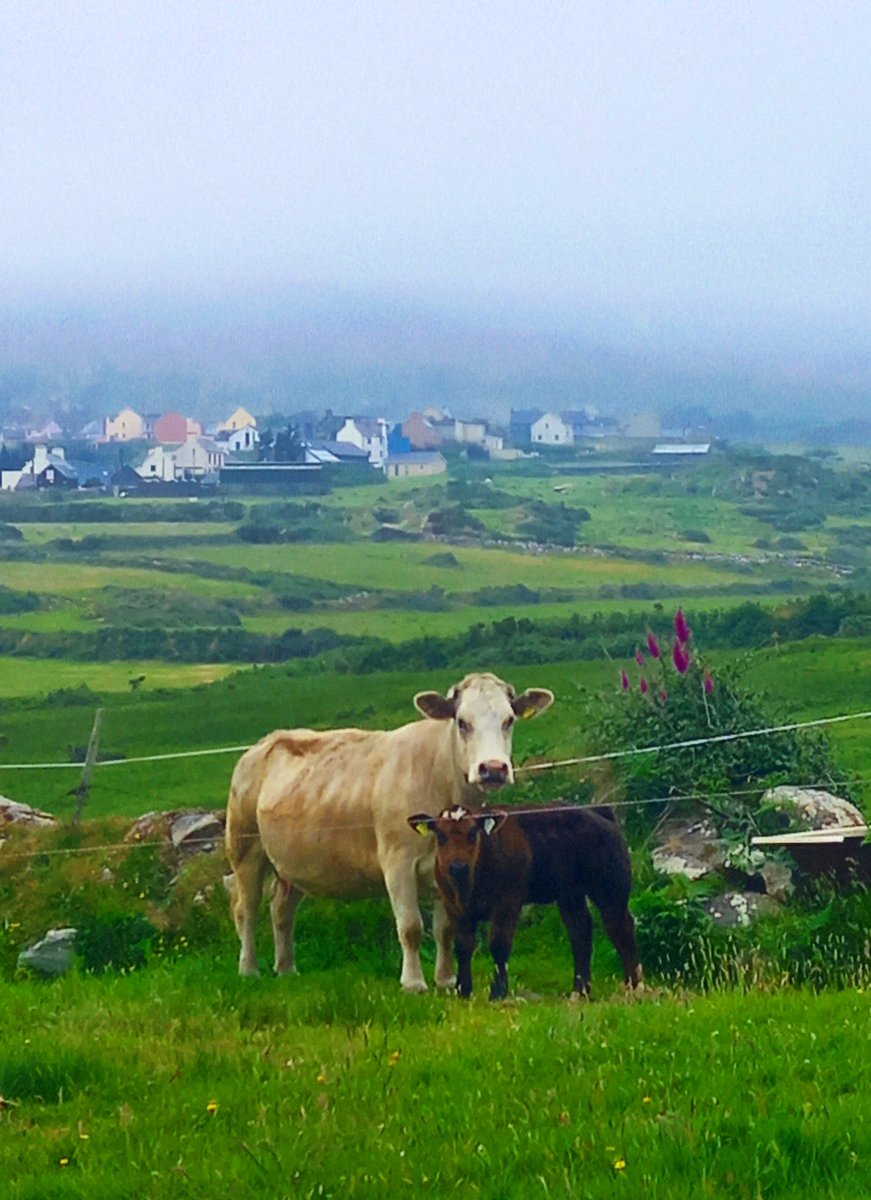 We had a misty start this morning in Allihies but it's slowly lifting!

#Allihies #Beara #WestCork #Cork
#June10th #WildAtlanticWay
#PureCork #StormHour #ThePhotoHour