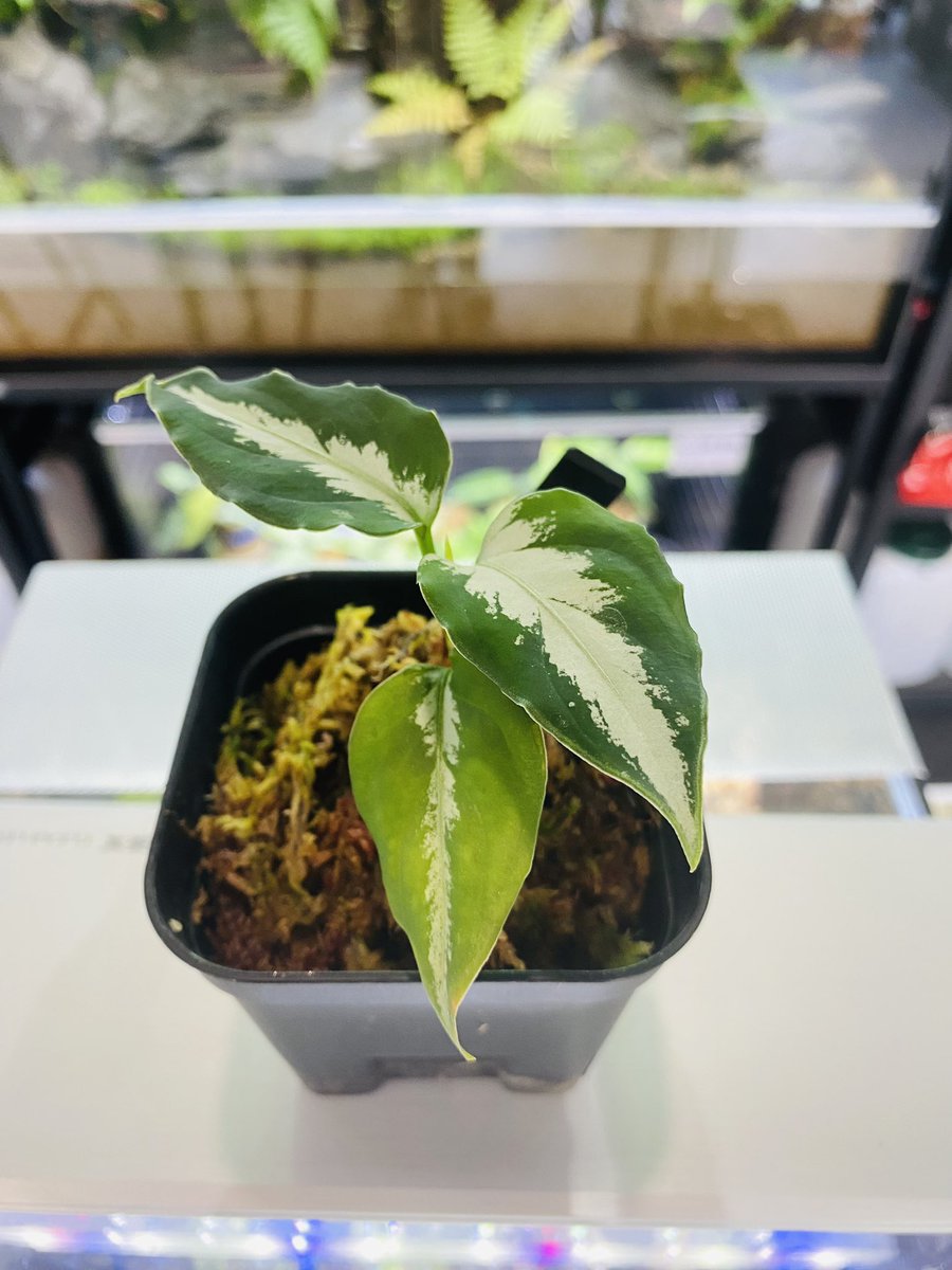 Aglaonema3636's tweet image. 札幌の新しいお店に遊び行きました😁
めっちゃきれいな植物ばかりなので札幌にきたらぜひ✨
そしてまたアグラオネマが増えました笑
札幌的な名前の株✨

#nativeforest
#アグラオネマ　#Aglaonema
#ホマロメナ　#Homalomena