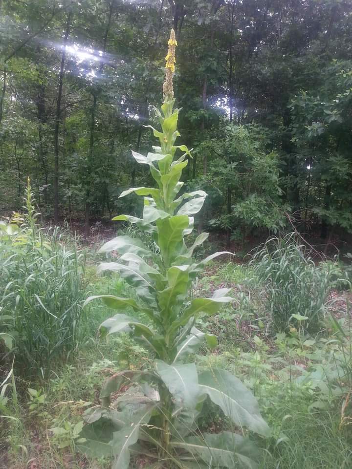 This mullien is beautiful. 
Mullein is used for cough, whooping cough, tuberculosis, bronchitis, hoarseness, pneumonia, earaches, colds, chills, flu, swine flu, fever, allergies, tonsillitis, and sore throat. 
Great for teas or make an oil...