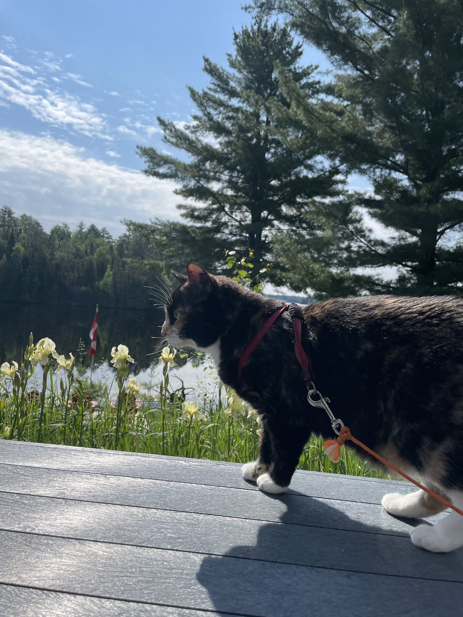 Happy #Caturday 😻