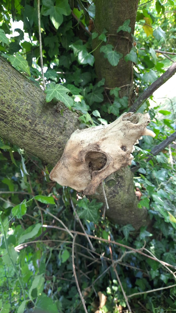 Narwing_h's tweet image. Tu peux plus creuser tranquillement chez toi ... #dinosaur